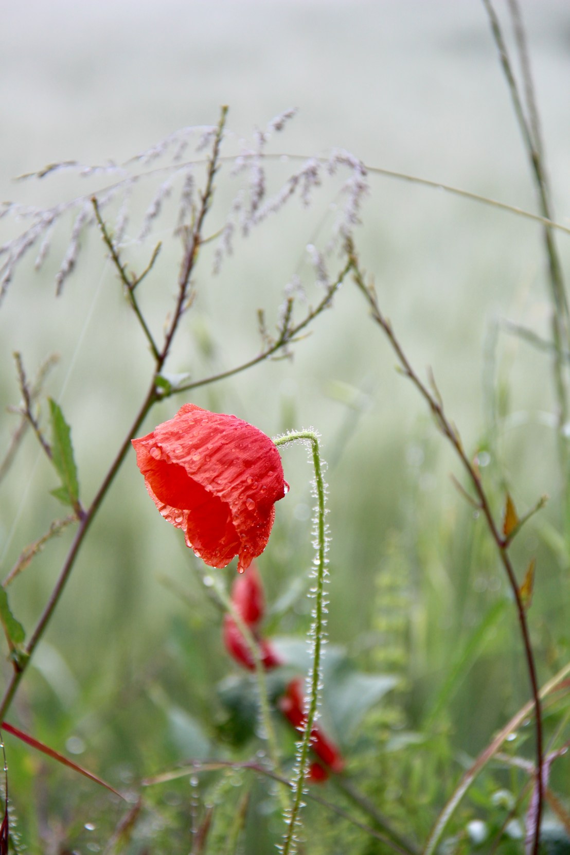 70558663-2535-418B-A9E1-C3F42AF53463