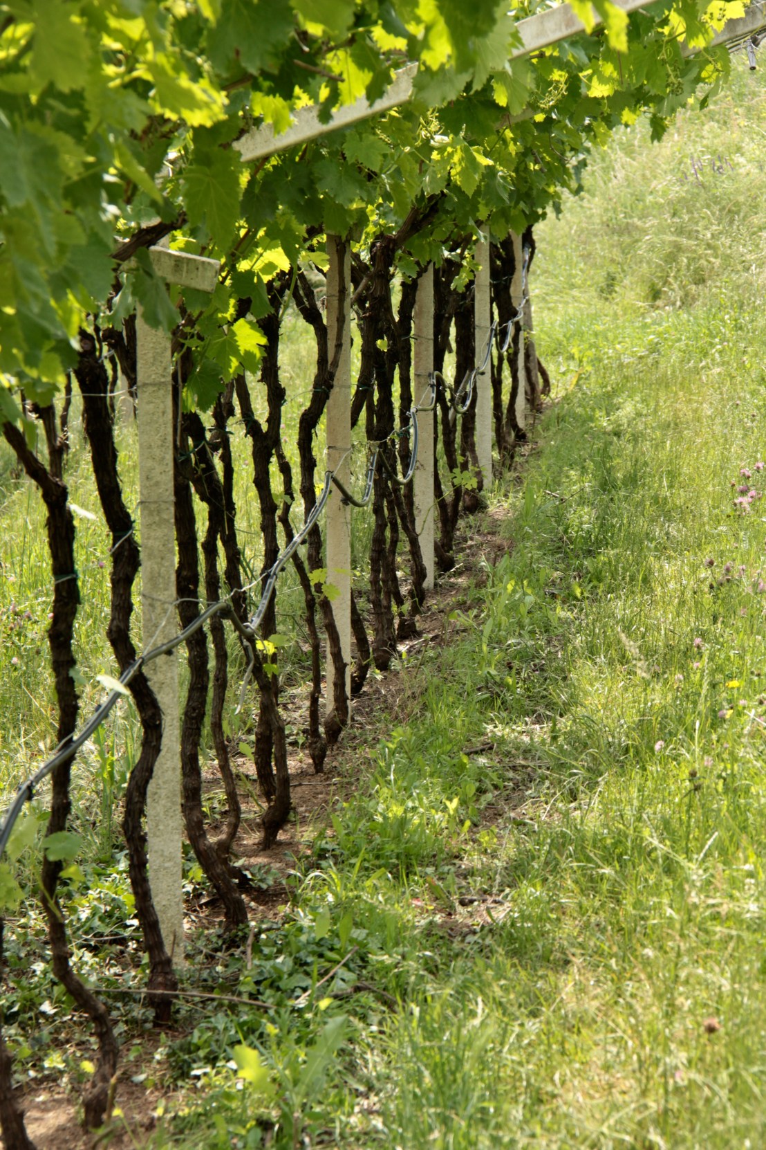 CB9A4F47-4161-4D97-A28F-C9082402AEE4