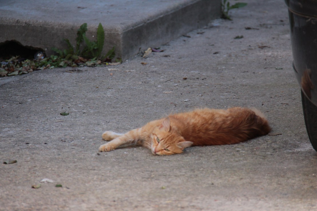 66ACC5F4-4585-4433-ACD7-2CC4899643E8