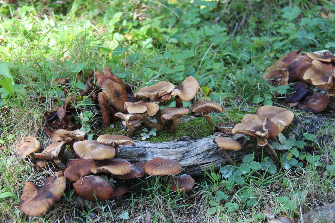 1F0FAD99-C1D5-4420-A11A-F9B8E88D801C