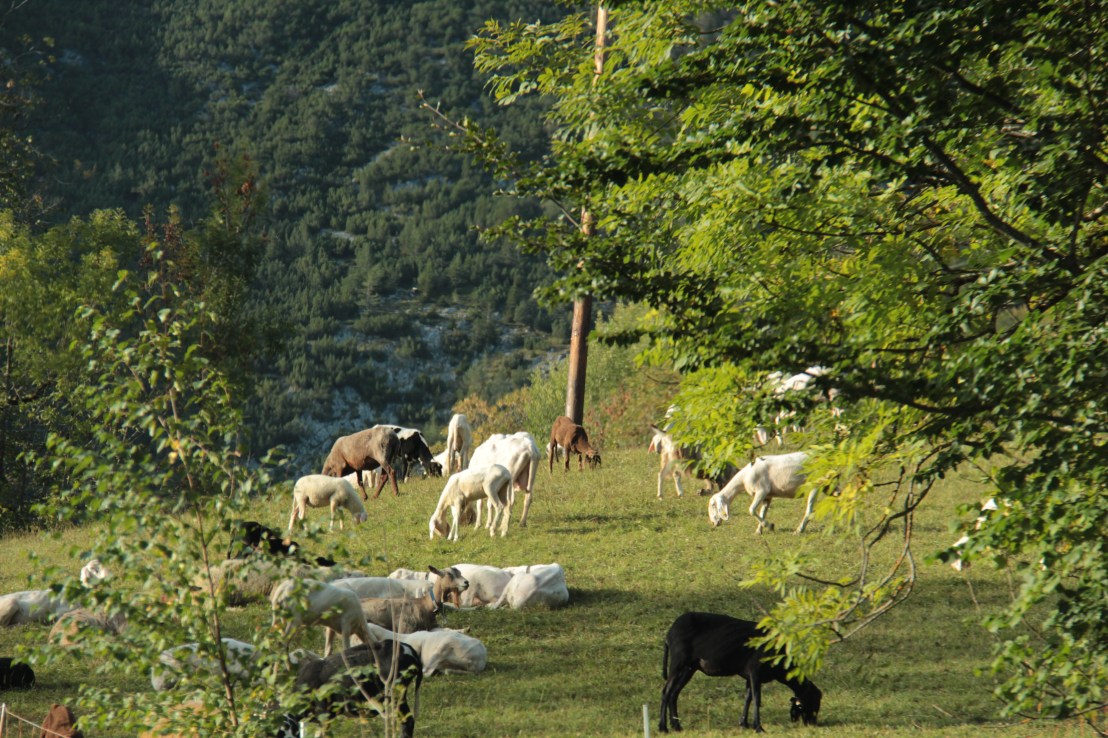 51C915A3-8BD8-40DD-9CCC-2F706E2B1FCD