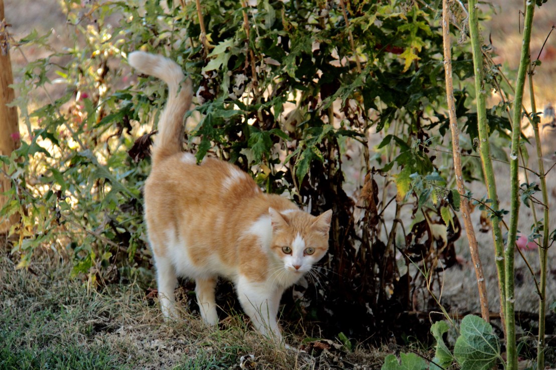 5B43C6F2-E748-4A1D-A9D8-2C5F0095D7B0