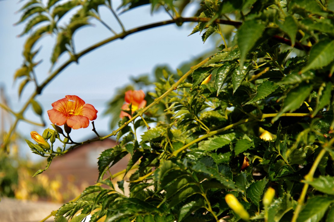 CB0C456F-D768-40AD-97A3-DB639BB95428