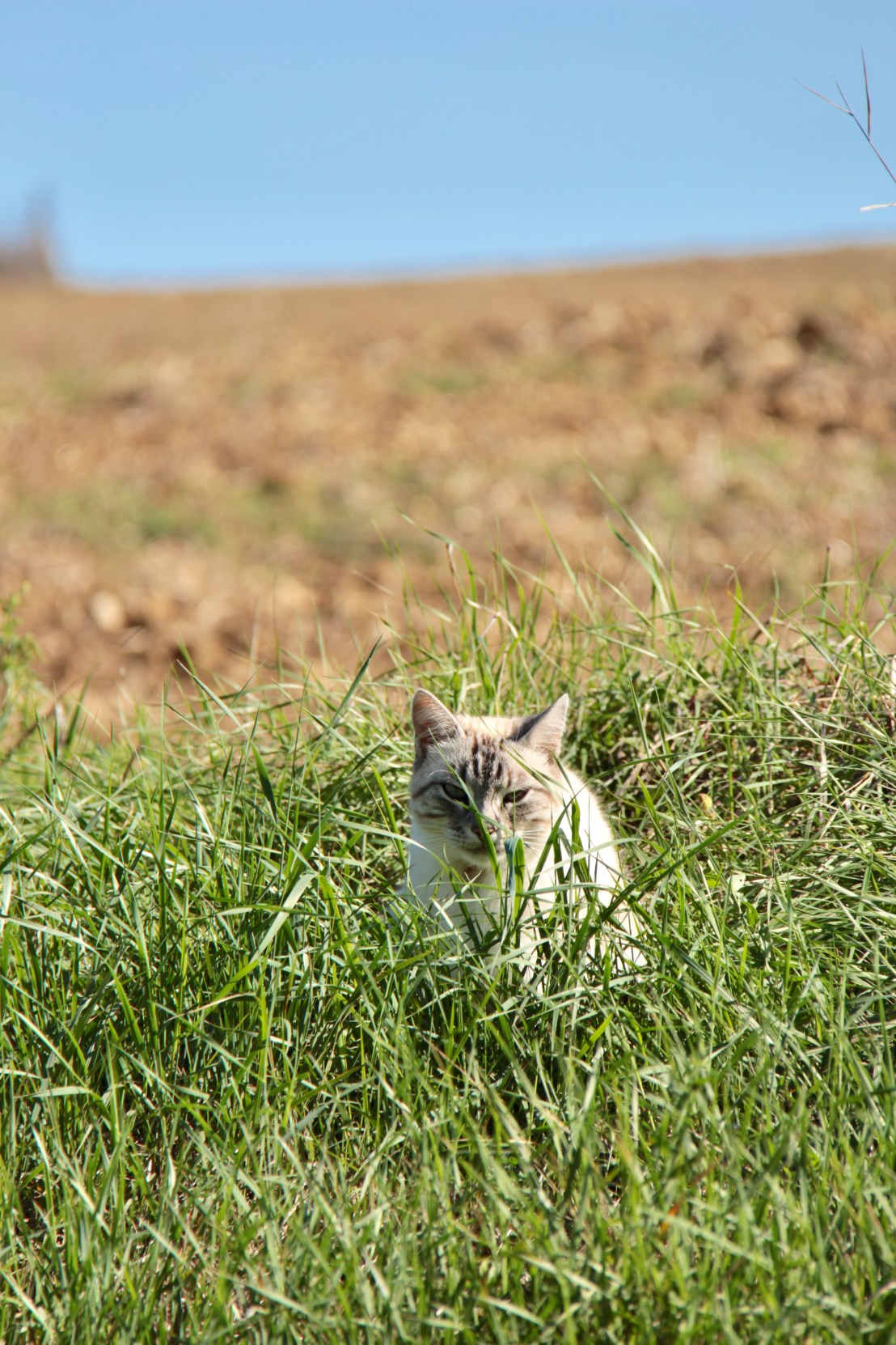 1543FF83-376A-459F-BAEC-40FC0F9BECFF