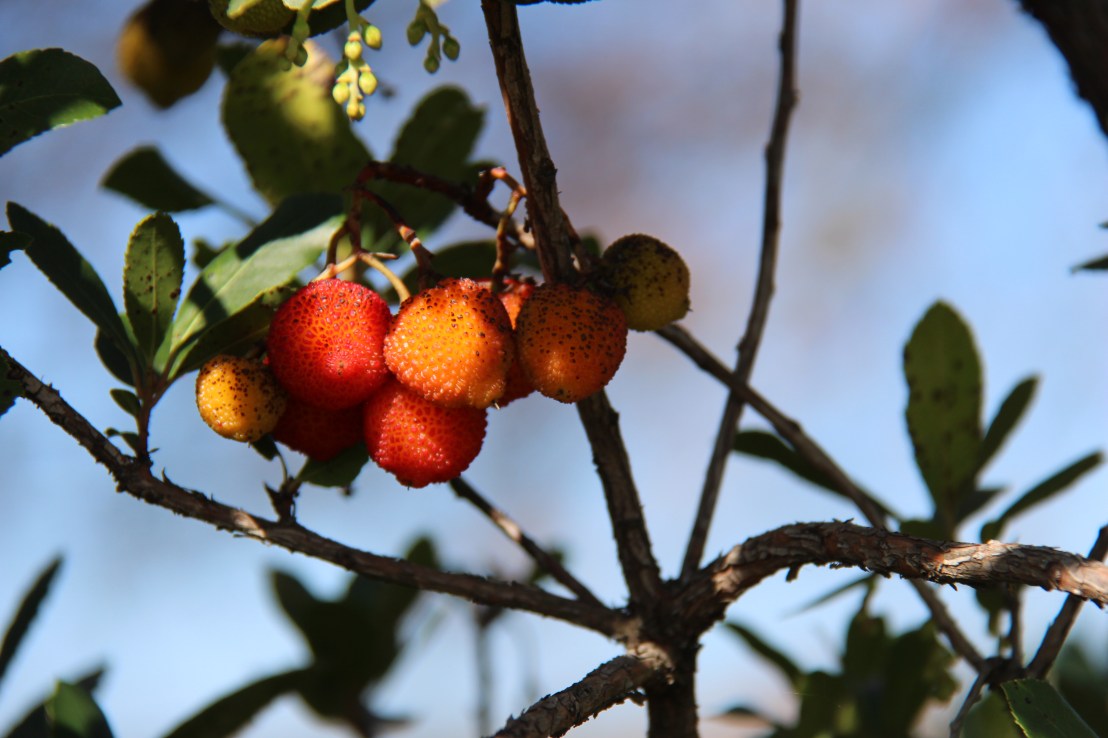 C98778A9-2A55-417B-AE9B-EE88E1F2DD28