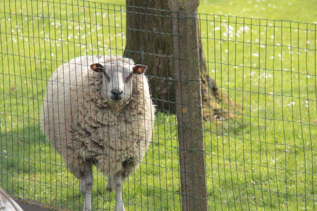 1A303C5D-3FC5-4EDA-98FF-4BEBDDEA5130