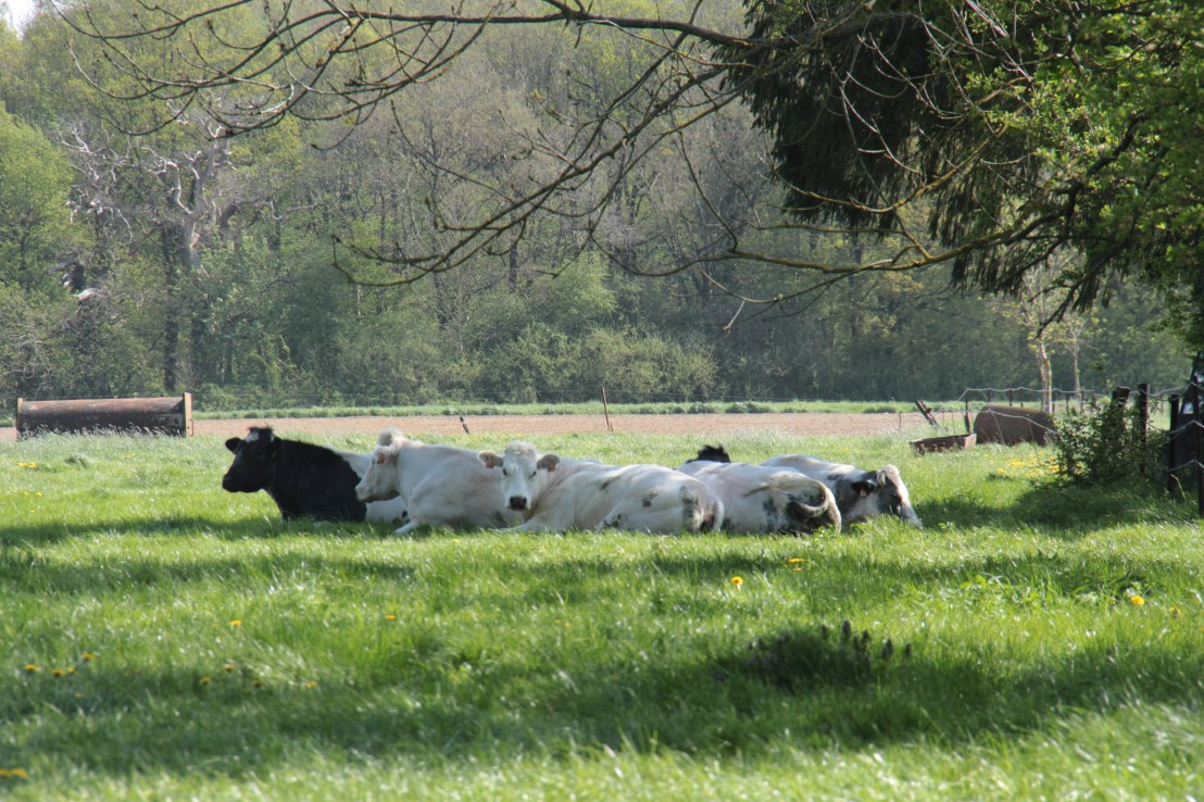 BA6C2C41-1D3D-4977-A553-CE694C694859