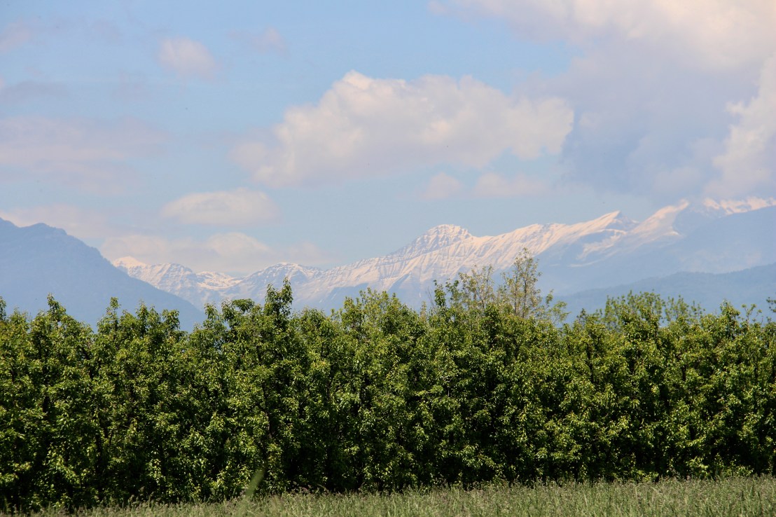 36CABE95-FFF1-4206-ABDE-C8960C3632CC