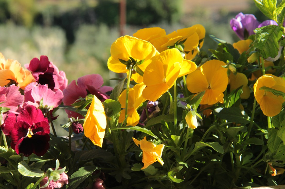 8A91E0B6-057C-4E57-AFBE-441DF49C2108