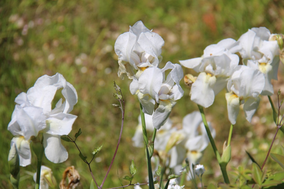 8F80CF3A-E4FE-43D9-946B-63C755C25CE3