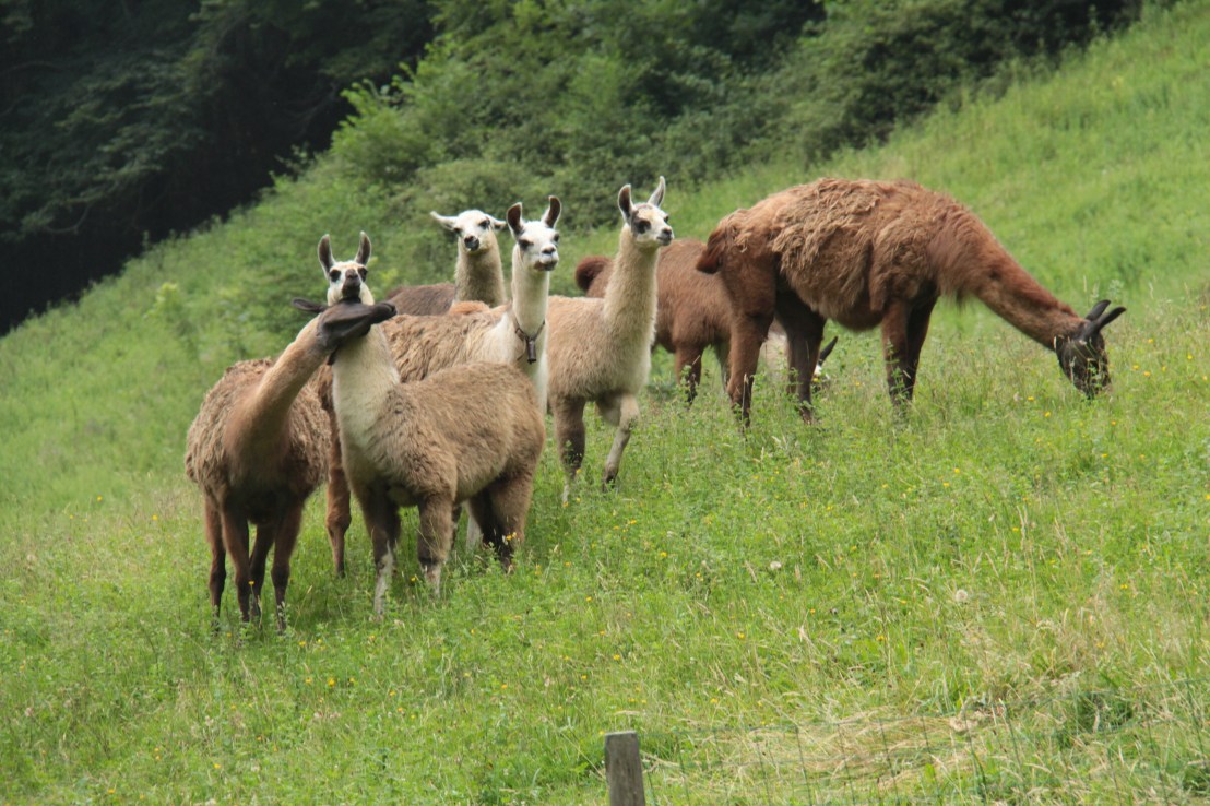 55302E1A-2523-48D1-A50A-97EAF0E4A5F6