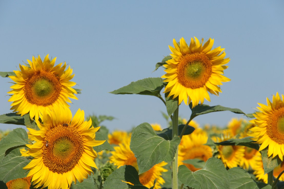 F0F838D1-1D3D-4C6A-B6DB-87ABC6E1C92F