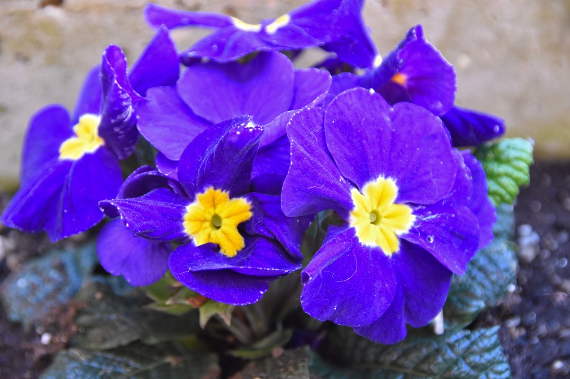 992ECCDD-2B83-4490-BB3C-B5A8A0683936