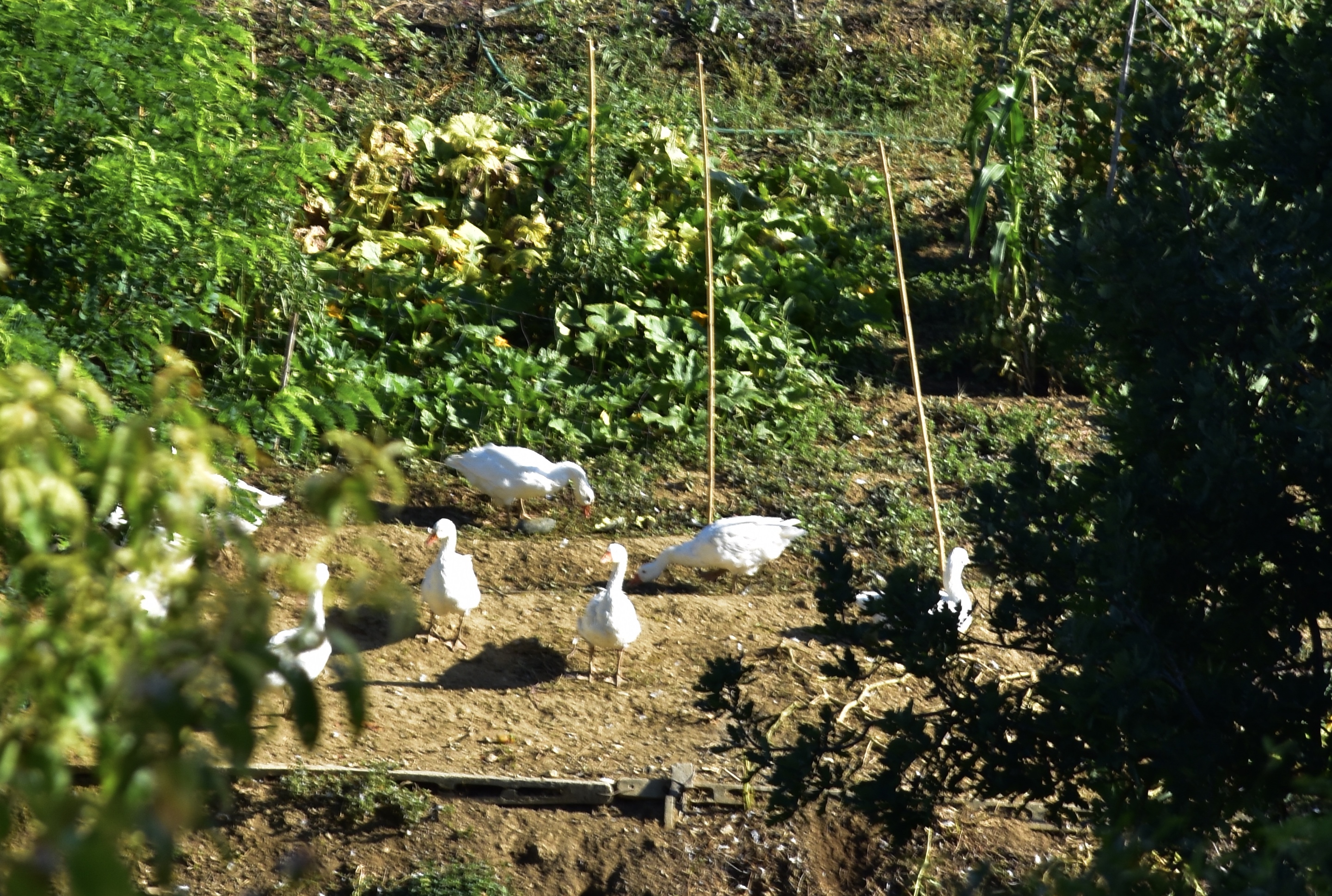 4CE04DE7-18B8-443C-B7D5-24E2214B3505