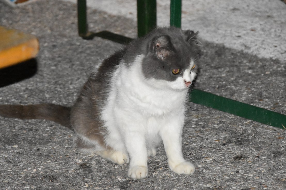 A82EDE8F-3EE6-4016-8AEB-61BC93EED3EA