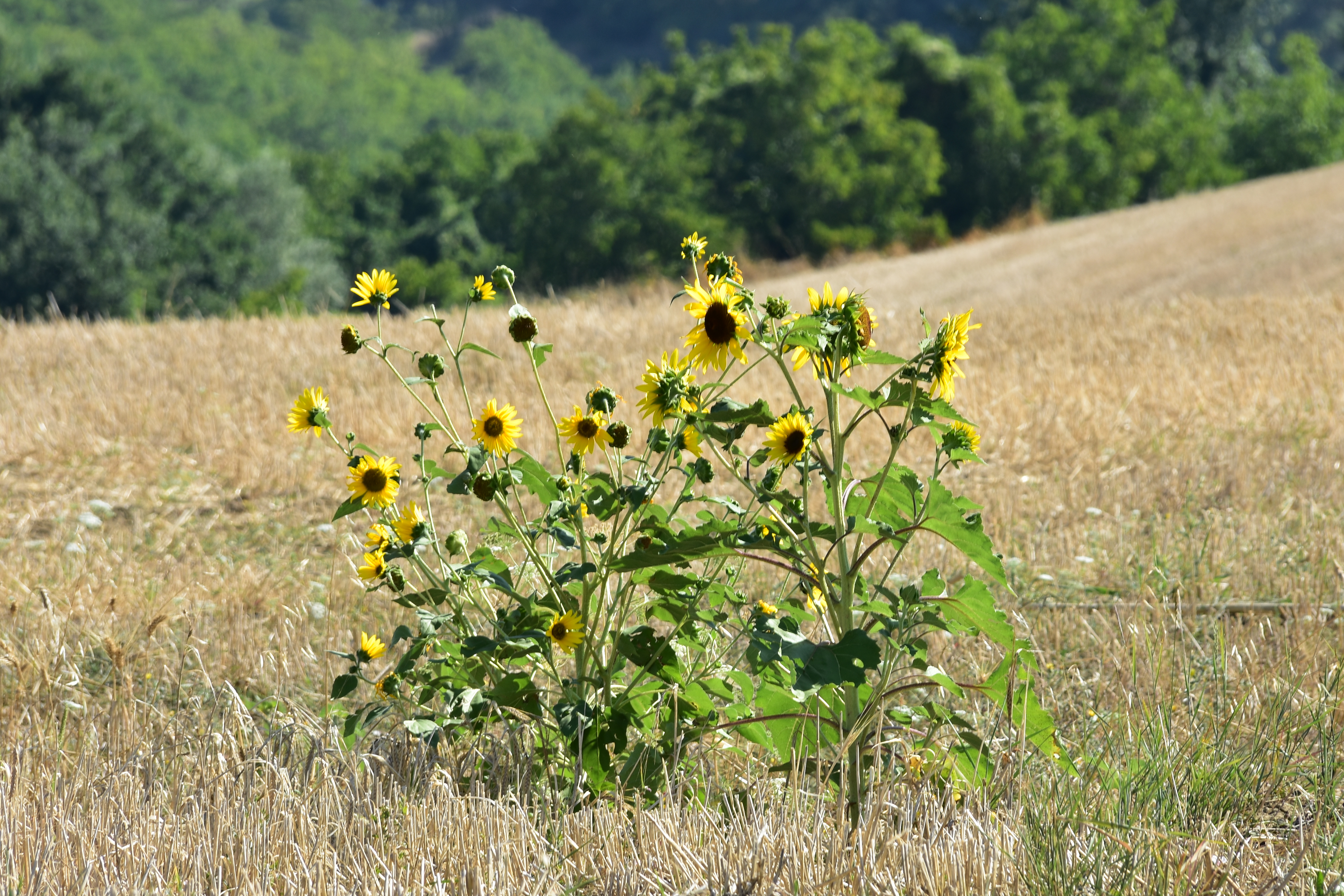 C8AF1AD8-8F6D-4AAC-944E-B9FC5C07449B