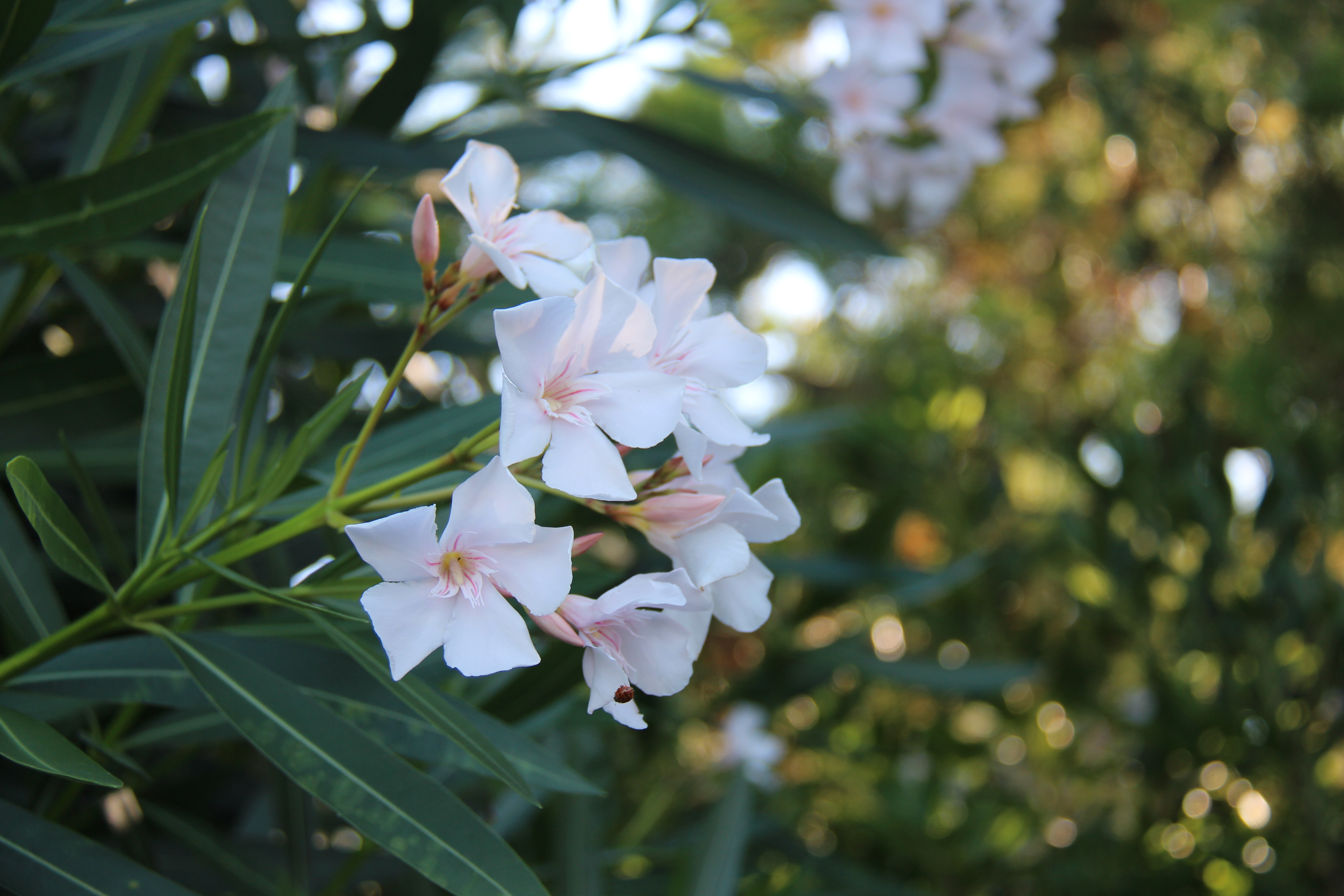 008862D2-C0CD-405C-AE13-2E0E0A8A09B0