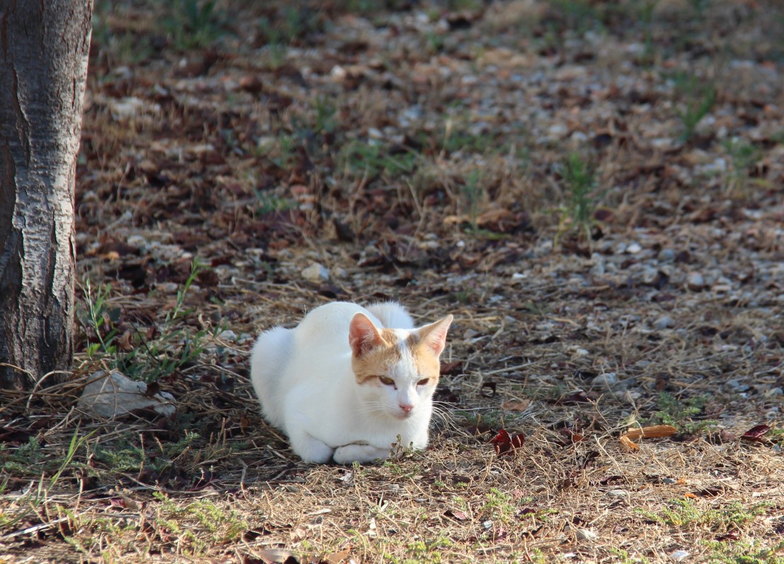 1634C19F-49FE-4BC6-BB55-E2244986EA8E