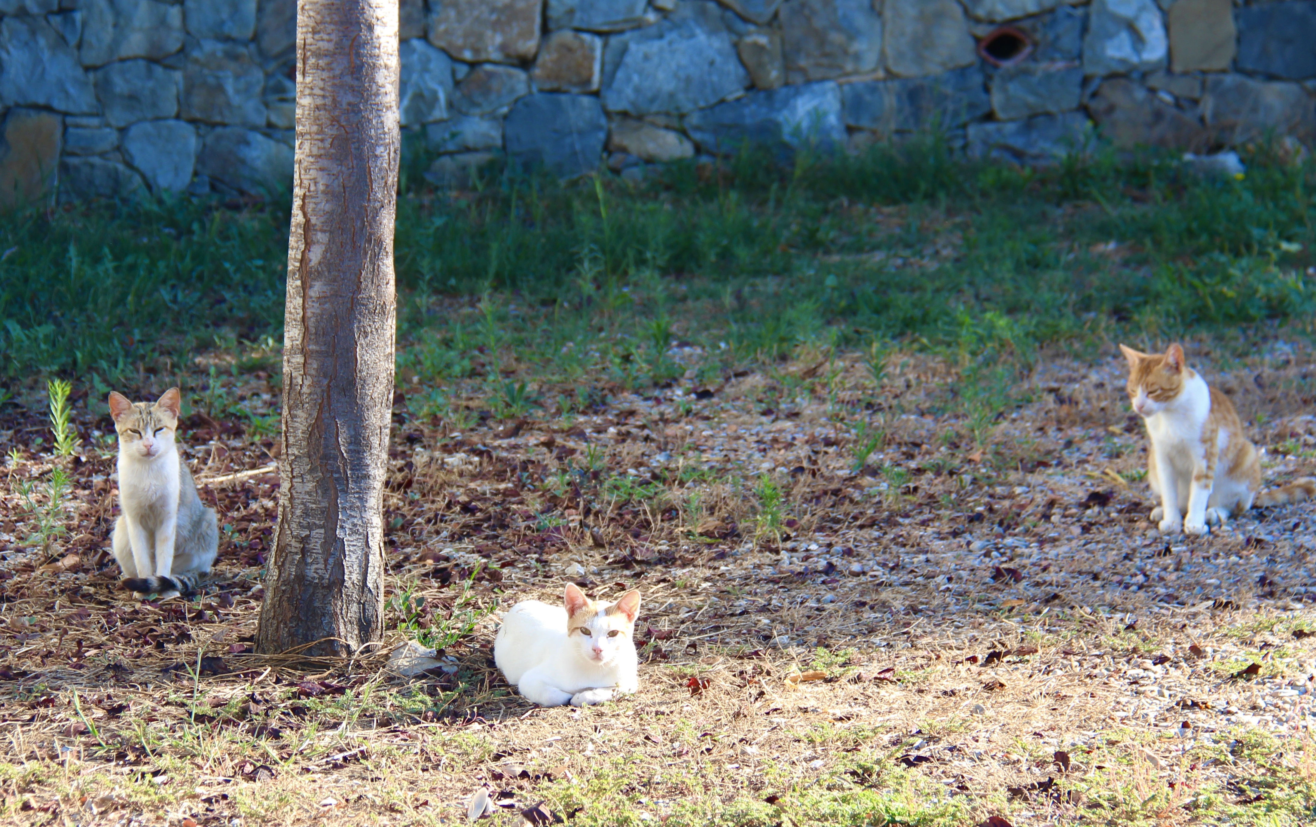 6C0EC53A-B5EC-4BFC-9359-BEDFFDE280BF