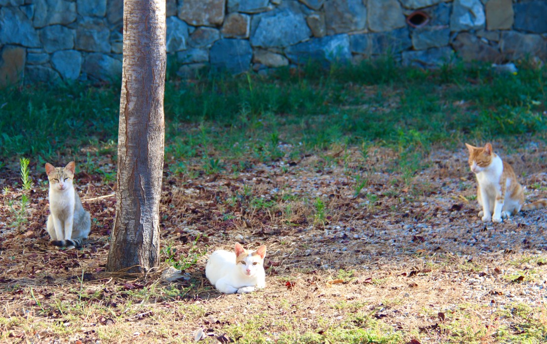 6C0EC53A-B5EC-4BFC-9359-BEDFFDE280BF