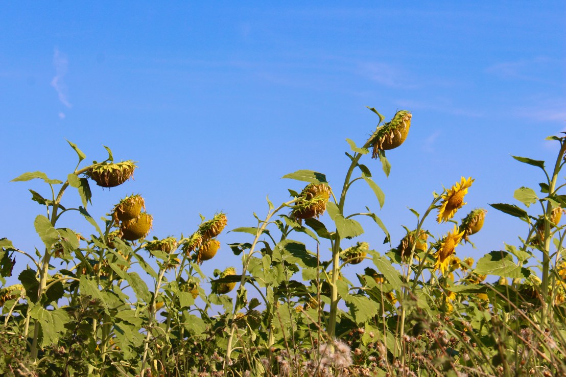 9E6DFABB-997B-4EAD-9DAD-A928D721246E